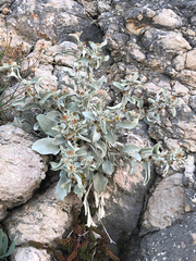 Pentanema verbascifolium, photograph (c) Marcello Manara, some rights reserved (CC BY)