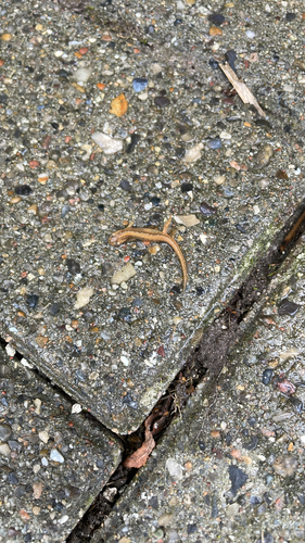 Smooth Newt