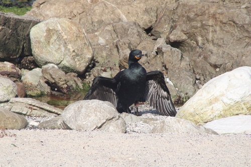 iNaturalist image