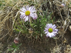 Erigeron concinnus