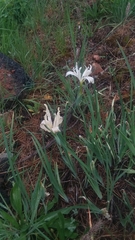 Iris tenuissima