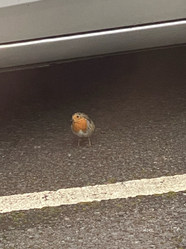 European Robin
