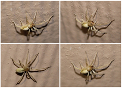 Cheiracanthium inclusum