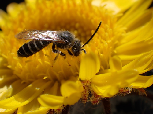 iNaturalist observation photo of Sweat Bees