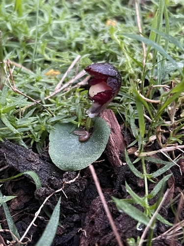 veined helmet-orchid