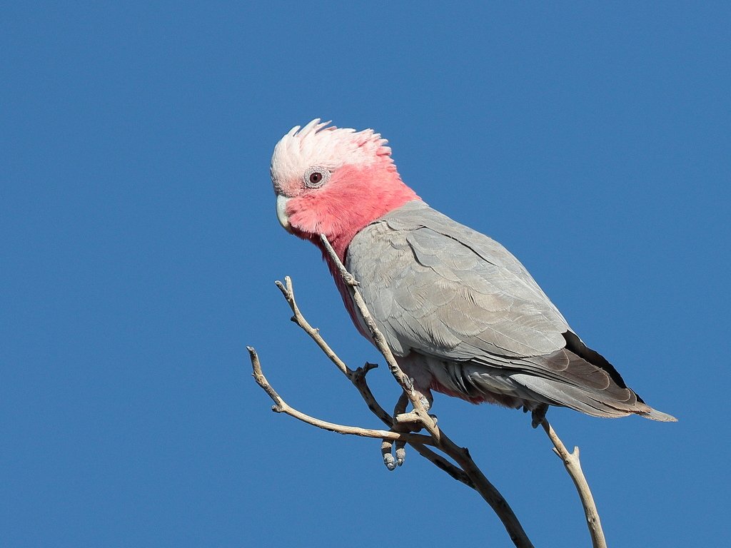 Galah