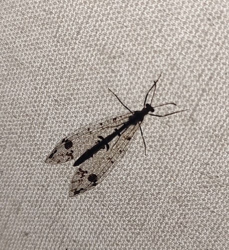 Eastern Spotted-winged Antlion