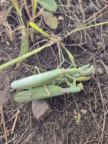 Transcaucasian Giant Mantis
