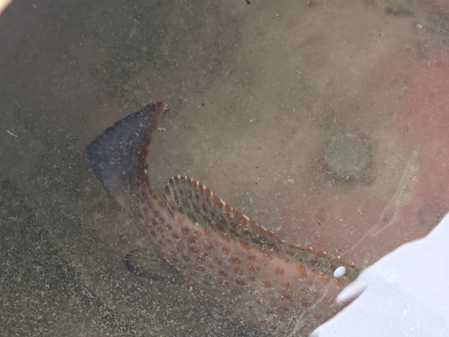 Epinephelus bleekeri observed 2026-08-30