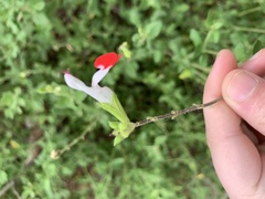 Salvia