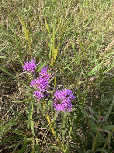 dotted gayfeather