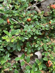 Cotoneaster horizontalis