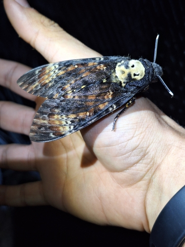 Death's Head Hawkmoth