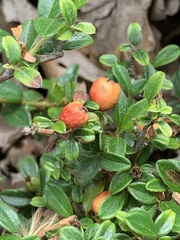 Cotoneaster horizontalis