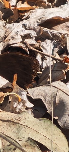 Meadow Brown