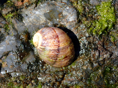 Mammilla simiae observed 2026-08-29