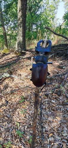 European Stag Beetle