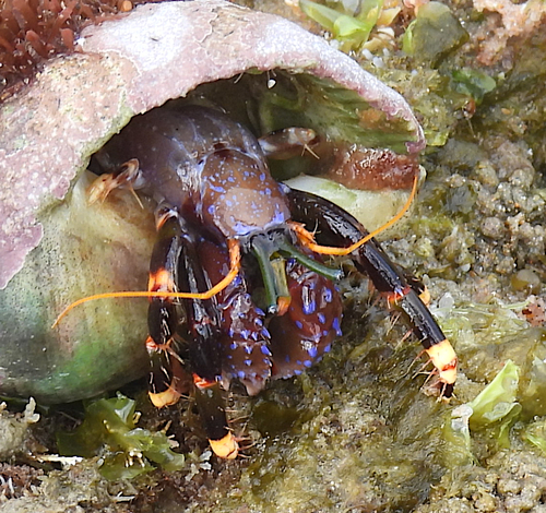 Calcinus imperialis observed 2026-08-29
