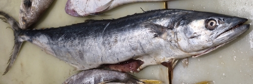 Japanese Spanish Mackerel