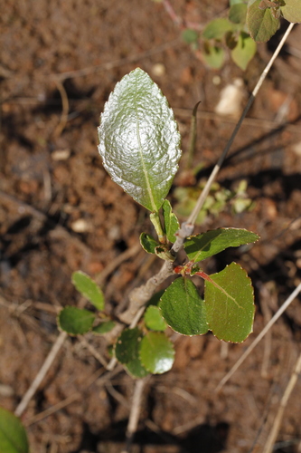 Bog birch (Betula pumila)