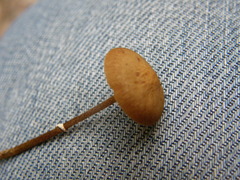 Pholiotina gracilenta