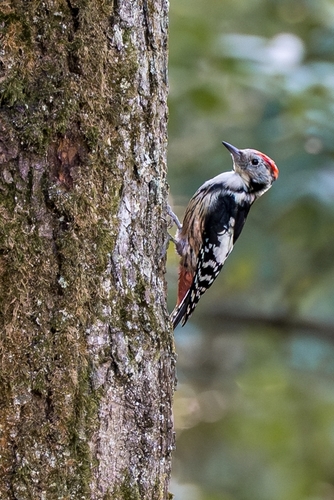 Middle Spotted Woodpecker