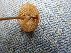 Pholiotina gracilenta