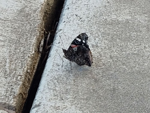 Red Admiral