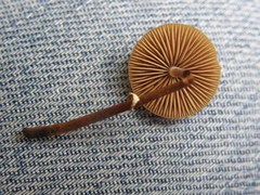 Pholiotina gracilenta