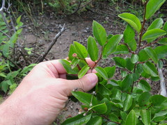 Cotoneaster lucidus