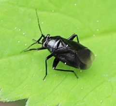 Euryopicoris nitidus