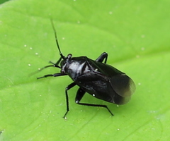 Euryopicoris nitidus