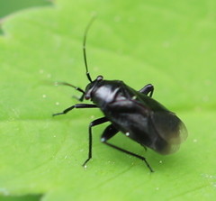 Euryopicoris nitidus