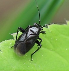 Euryopicoris nitidus