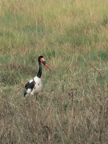 iNaturalist image
