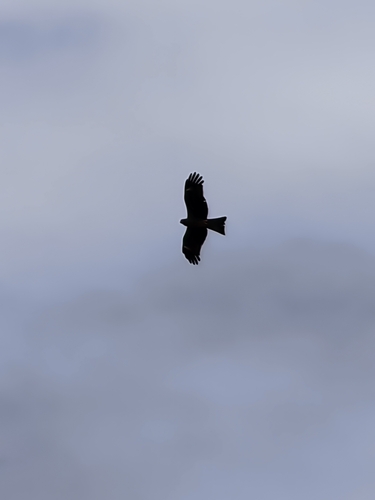 Black Kite