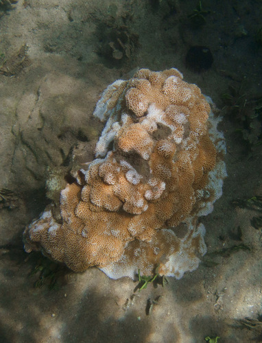 Montipora capitata, 2026-08-26