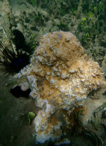 Montipora patula observed 2026-08-26