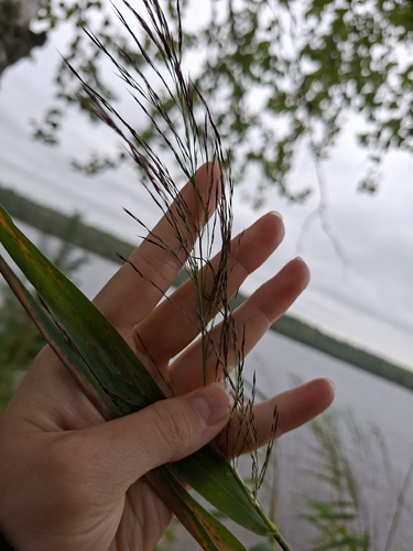 common reed