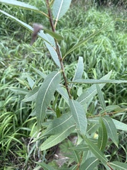 Salix triandra, photograph (c) Stanislav Murashkin, some rights reserved (CC BY)