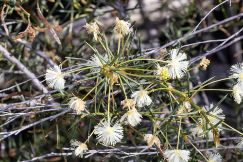 Acacia genistifolia, photograph 5
