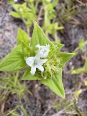 Richardia scabra