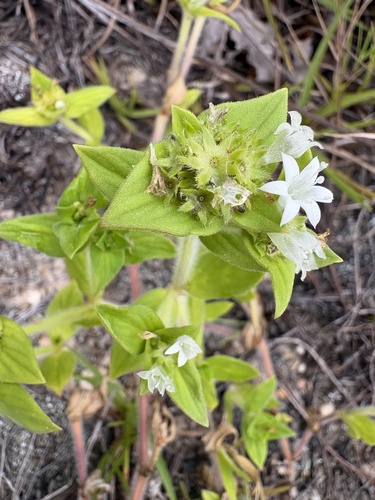 Richardia scabra, photograph 2