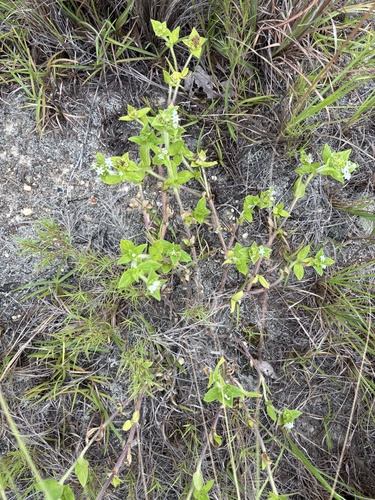 Richardia scabra, photograph 3