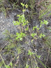 Richardia scabra, photograph author not stated, no rights reserved