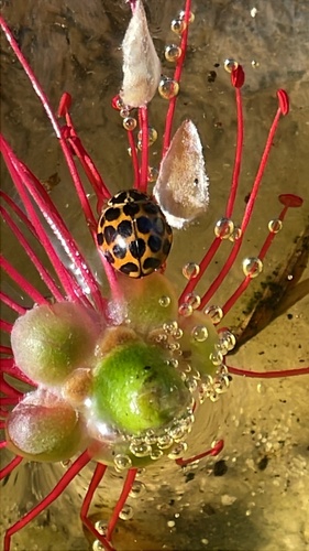 Large spotted ladybird