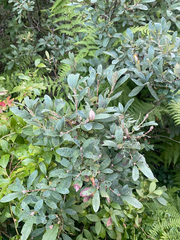 Rhododendron canadense, photograph author not stated, no rights reserved