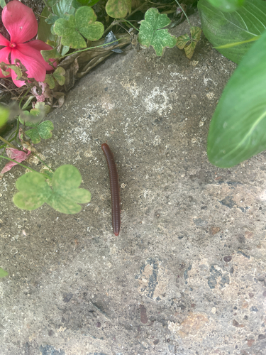 Rusty Millipede