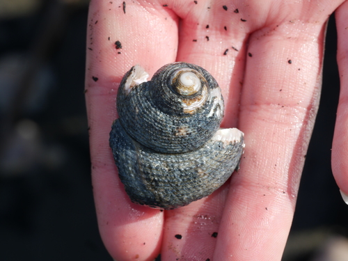 Maurea punctulata observed 2026-08-30