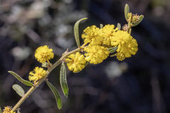 Acacia aspera